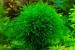 copy_397_copy_590_copy_398_copy_898_copy_553_copy_664_copy_842_copy_150_1489756173_queen-moss-3.jpg