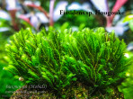 copy_417_Hougouke.jpg