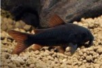 copy_514_copy_521_copy_518_images-16.jpg