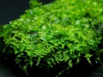 copy_531_copy_989_1459259142_nanbei-moss-1.jpg