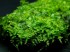 copy_531_copy_989_1459259142_nanbei-moss-1.jpg