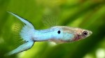 copy_654_copy_189_guppi-jendlera-japan-blue-endlers-guppy-neon-blue.jpg