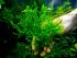 copy_724_copy_931_Giant-Willow-m.jpg