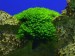 copy_79_copy_329_copy_229_1486722935_barbula-sp.-millimeter-moss-3.jpg