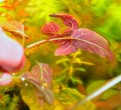 copy_85_copy_475_DSC_1979.jpg