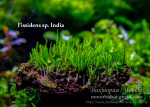 copy_906_India.jpg