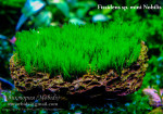 copy_985_mini-Nobilis.jpg