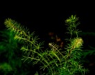 Bacopa myriophylloides.jpg