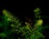 Bacopa myriophylloides.jpg