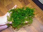 DSCF7008.jpg
