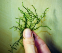 DSCF7012.jpg