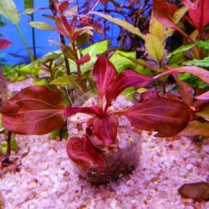 DSCN9187Дарк Бьюти1.jpg