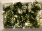 IMG_20180728_202725.jpg