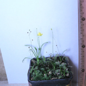 P1520757.JPG