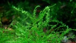 Queen moss (Amblystegiaceae sp.Manaus).jpg