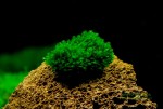 copy_171_copy_488_copy_699_Fissidens-splachnobryoides.jpg