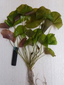 copy_236_20180827_215220.jpg