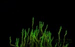 copy_317_copy_669_copy_763_Fissidens-zippelianus.jpg