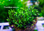copy_620_micro.jpg