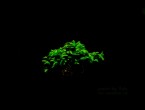copy_642_Fissidens-sp.Bucephalandra.jpg