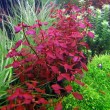 1470317224_ludwigia-palustris-super-red-4.jpg