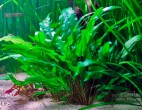 Cryptocoryne_wendtii-green.jpg