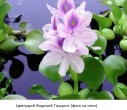 Eihornia_flowers.jpg