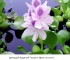 Eihornia_flowers.jpg
