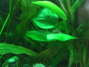 IMG_1278.JPG