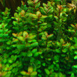 Lindernia sp. India.jpg