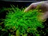 copy_113_Peacock-Moss..jpg