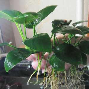 copy_193_IMG_1250.jpg