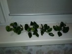 copy_368_copy_757_IMG_20181210_212009.jpg