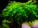 copy_548_Callicostella-prabaktiana-moss-sp.-Sumater.jpg