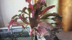 copy_876_IMG_1245.jpg