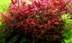 ludwigia-super-red_1-650x385.jpg