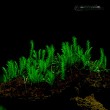 Fissidens sp.Vietnam.jpg