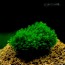 Fissidens splachnobryoides.jpg