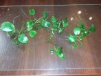 IMG_20190218_174646.jpg
