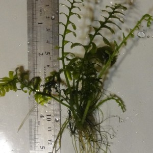 copy_550_005.jpg