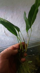heterophylla.jpg