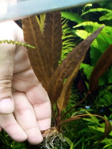 Cryptocoryne affinis _Rosanervig_.jpg