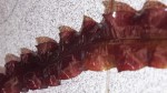 D831556D-D3C9-4CA7-B608-DDFA3E17CD86.jpeg