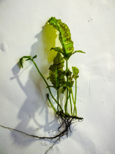 DSCF7384.jpg
