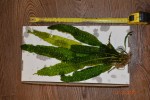 DSC_2271.JPG