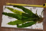 DSC_2272.JPG