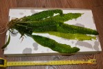 DSC_2273.JPG