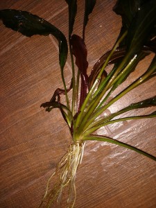 IMG_20190320_164442999.jpg