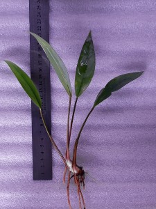 copy_516_20190308_172703.jpg