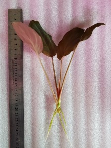 copy_752_20190310_155702.jpg
